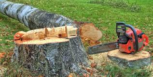 Best Stump Grinding and Removal  in Wrens, GA