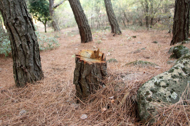 How Our Tree Care Process Works  in  Wrens, GA