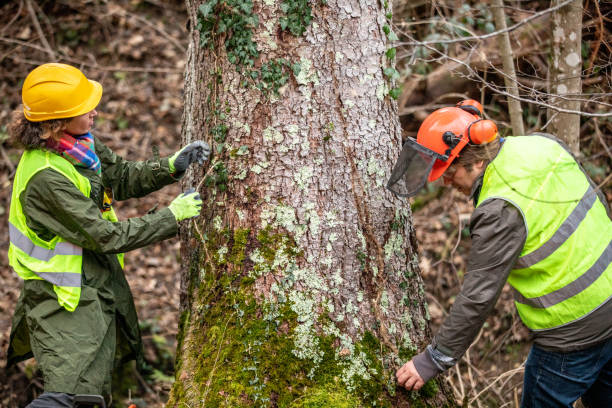 Trusted Wrens, GA Tree Care Experts