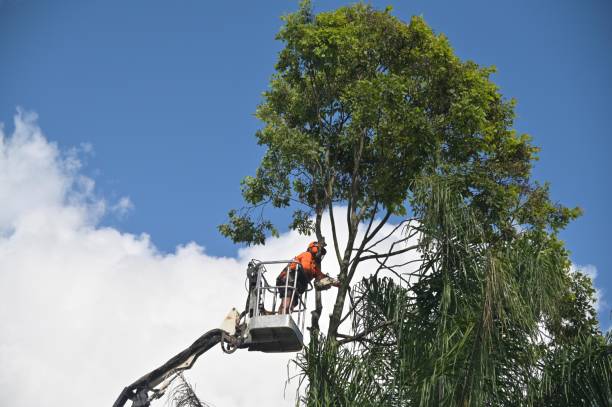 Best Lawn Disease Treatment  in Wrens, GA