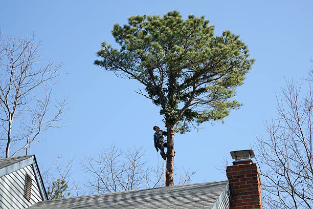 Best Fruit Tree Pruning  in Wrens, GA