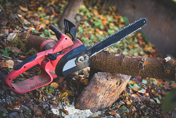 Best Tree Cabling and Bracing  in Wrens, GA
